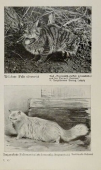 1926 - Wildkatze, Angorakatze / Luchs, Karakal - alter Druck